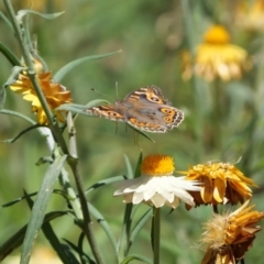 Junonia villida (Meadow Argus) at Acton, ACT - 19 Jan 2018 by DPRees125