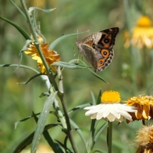 Junonia villida at Acton, ACT - 19 Jan 2018 10:55 AM