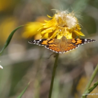 Vanessa kershawi (Australian Painted Lady) at Acton, ACT - 19 Jan 2018 by DPRees125