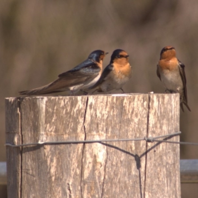 Hirundo neoxena (Welcome Swallow) at Rendezvous Creek, ACT - 17 Sep 2011 by KMcCue