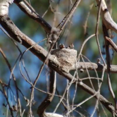 Rhipidura leucophrys (Willie Wagtail) at Aranda Bushland - 9 Jan 2014 by KMcCue