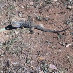 Pogona barbata (Eastern Bearded Dragon) at Hughes, ACT - 19 Jan 2018 by KL