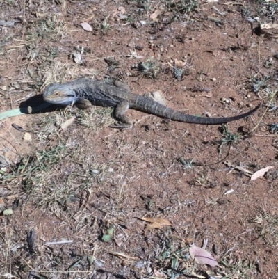 Pogona barbata (Eastern Bearded Dragon) at Hughes, ACT - 19 Jan 2018 by KL