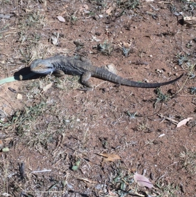 Pogona barbata (Eastern Bearded Dragon) at Hughes, ACT - 18 Jan 2018 by KL