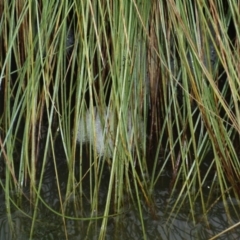 Limnodynastes dumerilii at Aranda Bushland - 19 Feb 2012 by KMcCue