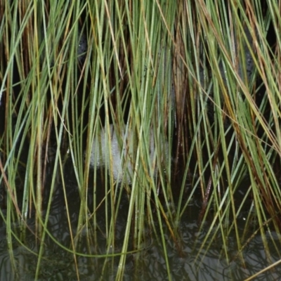 Limnodynastes dumerilii at Aranda Bushland - 19 Feb 2012 by KMcCue