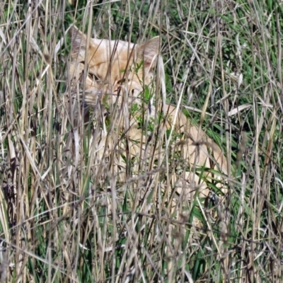 Felis catus (Feral Cat) at Jerrabomberra Wetlands - 27 Apr 2017 by RodDeb