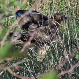 Felis catus at Fyshwick, ACT - 27 Apr 2017