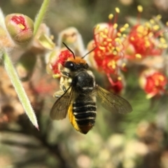 Megachile (Eutricharaea) maculariformis (Gold-tipped leafcutter bee) at ANBG - 18 Jan 2018 by PeterA