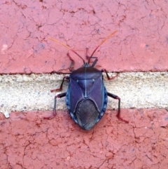 Musgraveia sulciventris (Bronze Orange Bug) at Aranda, ACT - 21 Jan 2018 by KMcCue