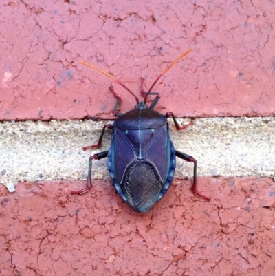 Musgraveia sulciventris (Bronze Orange Bug) at Aranda, ACT - 21 Jan 2018 by KMcCue