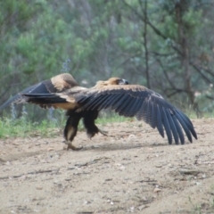 Aquila audax (Wedge-tailed Eagle) at Booth, ACT - 14 Dec 2017 by KMcCue
