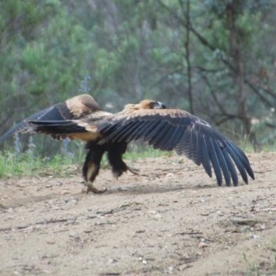 Aquila audax (Wedge-tailed Eagle) at Booth, ACT - 14 Dec 2017 by KMcCue