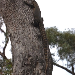 Varanus rosenbergi (Heath or Rosenberg's Monitor) at Namadgi National Park - 14 Dec 2017 by KMcCue