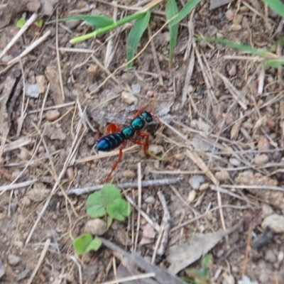 Diamma bicolor (Blue ant, Bluebottle ant) at Mount Clear, ACT - 14 Dec 2017 by KMcCue
