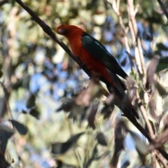 Alisterus scapularis (Australian King-Parrot) at Namadgi National Park - 20 Jan 2018 by jmcleod