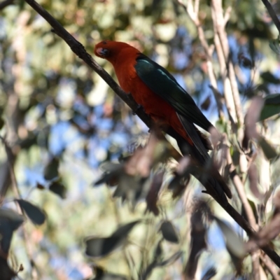 Alisterus scapularis (Australian King-Parrot) at Namadgi National Park - 20 Jan 2018 by jmcleod