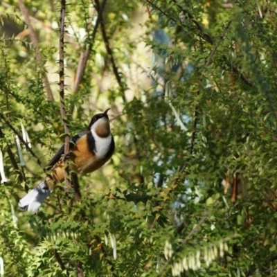 Acanthorhynchus tenuirostris (Eastern Spinebill) at Acton, ACT - 20 Aug 2017 by Tammy