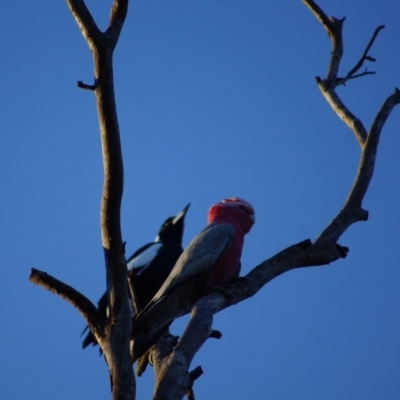 Eolophus roseicapilla (Galah) at Cook, ACT - 7 Feb 2016 by Tammy