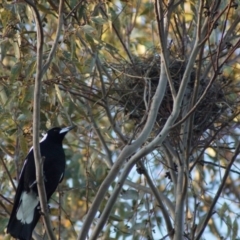 Gymnorhina tibicen (Australian Magpie) at Kaleen, ACT - 18 Oct 2017 by Tammy