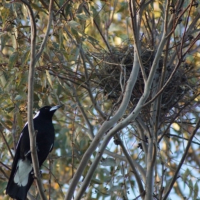 Gymnorhina tibicen (Australian Magpie) at Kaleen, ACT - 18 Oct 2017 by Tammy