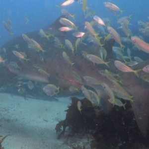 Carcharias taurus at Merimbula, NSW - 21 Jan 2018