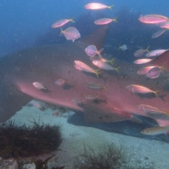 Carcharias taurus at Merimbula, NSW - 21 Jan 2018