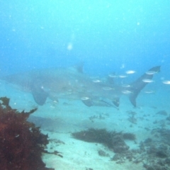 Carcharias taurus at Merimbula, NSW - 21 Jan 2018