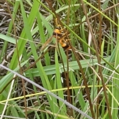 Delta bicinctum (Potter wasp) at Molonglo Valley, ACT - 11 Jan 2018 by galah681