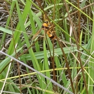 Delta bicinctum at Molonglo Valley, ACT - 11 Jan 2018