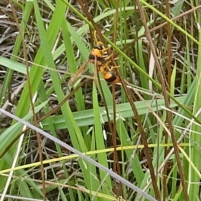 Delta bicinctum (Potter wasp) at Molonglo Valley, ACT - 11 Jan 2018 by galah681