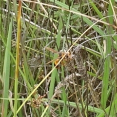 Delta bicinctum at Molonglo Valley, ACT - 11 Jan 2018