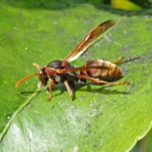 Polistes (Polistella) humilis at Isaacs, ACT - 29 Oct 2016