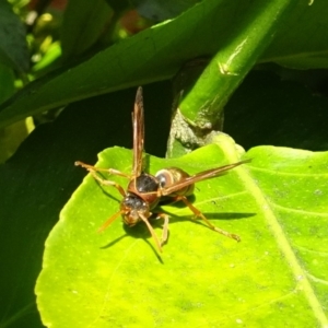 Polistes (Polistella) humilis at Isaacs, ACT - 29 Oct 2016