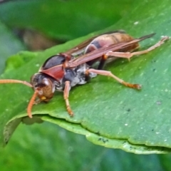 Polistes (Polistella) humilis at Isaacs, ACT - 29 Oct 2016