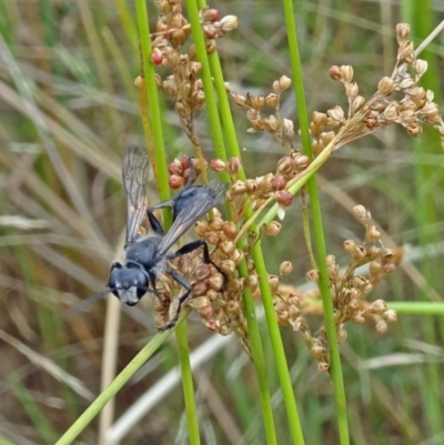 Sphecinae sp. (subfamily) (Unidentified Sand or Digger wasp) at Molonglo Valley, ACT - 11 Jan 2018 by galah681