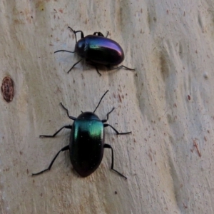 Chalcopteroides columbinus at Macarthur, ACT - 21 Jan 2018