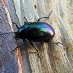 Chalcopteroides columbinus at Macarthur, ACT - 21 Jan 2018