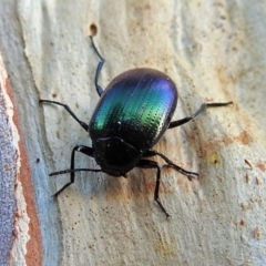 Chalcopteroides columbinus at Macarthur, ACT - 21 Jan 2018