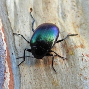 Chalcopteroides columbinus at Macarthur, ACT - 21 Jan 2018