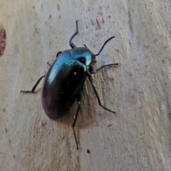 Chalcopteroides columbinus at Macarthur, ACT - 21 Jan 2018