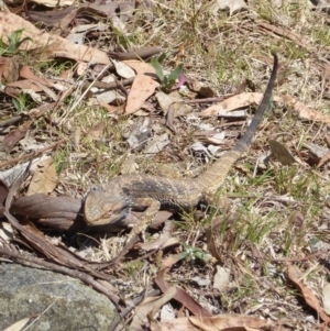 Pogona barbata at Deakin, ACT - suppressed