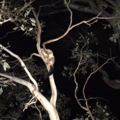 Trichosurus vulpecula (Common Brushtail Possum) at Red Hill Nature Reserve - 21 Jan 2018 by KL