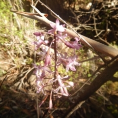 Dipodium roseum (Rosy Hyacinth Orchid) at Cotter River, ACT - 19 Jan 2018 by MichaelMulvaney