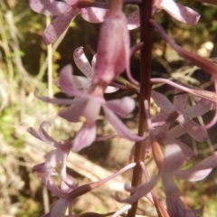 Dipodium roseum at Cotter River, ACT - 19 Jan 2018