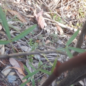 Dipodium roseum at Cotter River, ACT - 19 Jan 2018