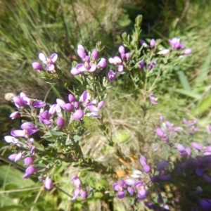 Comesperma retusum at Cotter River, ACT - 19 Jan 2018