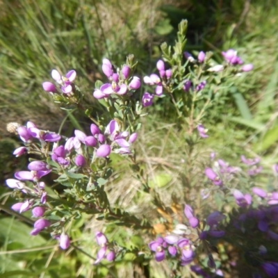 Comesperma retusum (Mountain Milkwort) at Cotter River, ACT - 19 Jan 2018 by MichaelMulvaney