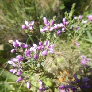 Comesperma retusum at Cotter River, ACT - 19 Jan 2018 03:00 PM