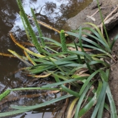 Cycnogeton procerum (Nareli, Swamp Arrowgrass) at Gundaroo, NSW - 12 Jan 2016 by MaartjeSevenster